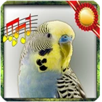 budgie sounds chirping android application logo